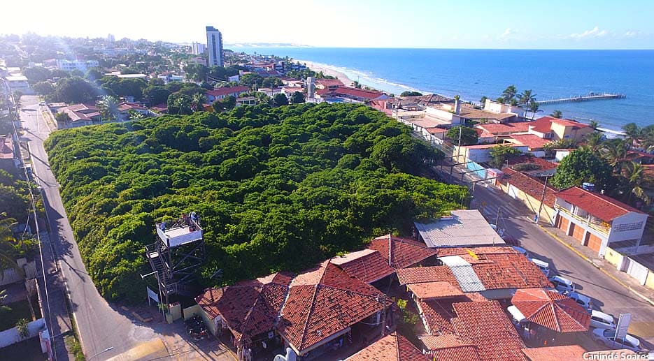 Maior Cajueiro do Mundo - Belezas Naturais - Foto- Canindé Soares