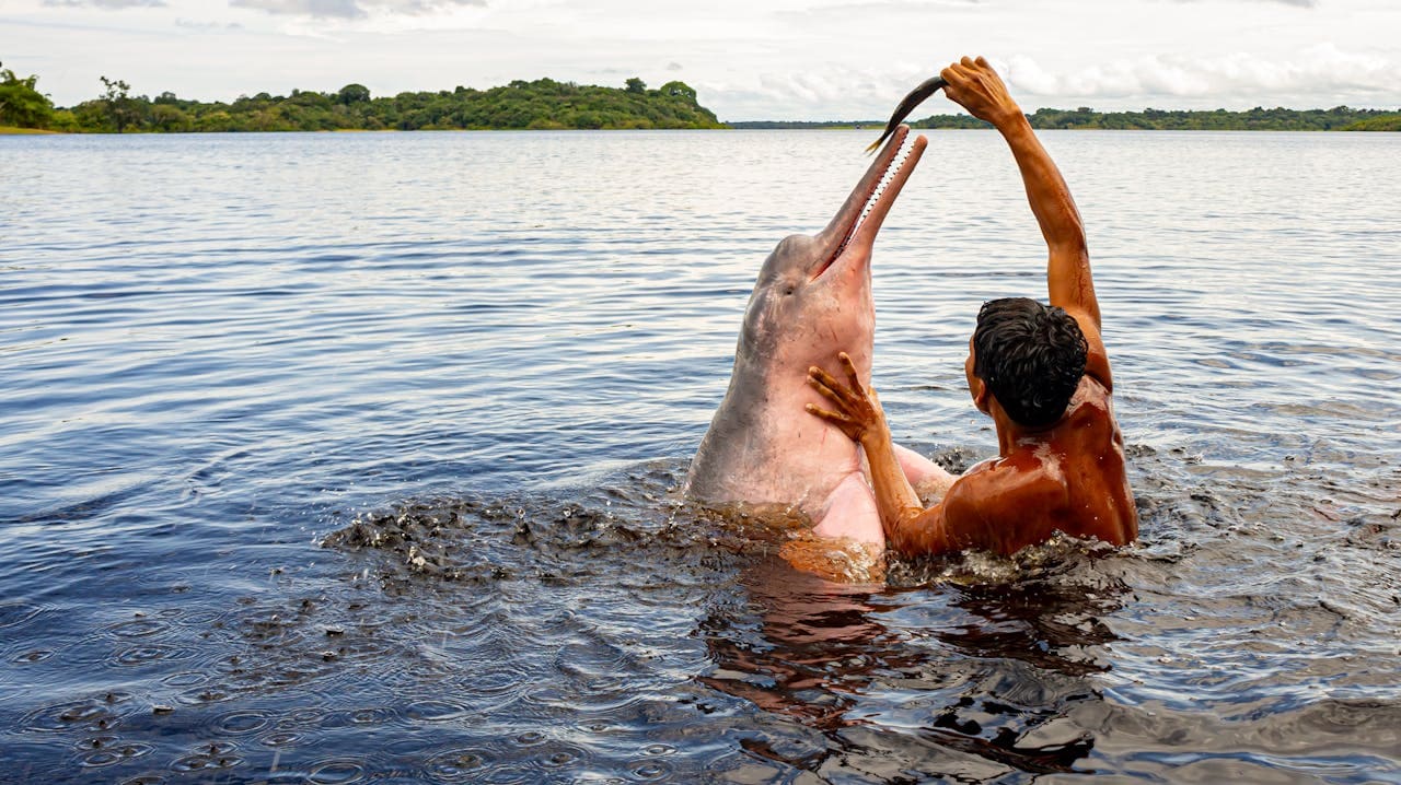 Boto Cor de Rosa - Amazonas - Belezas Naturais Oficial