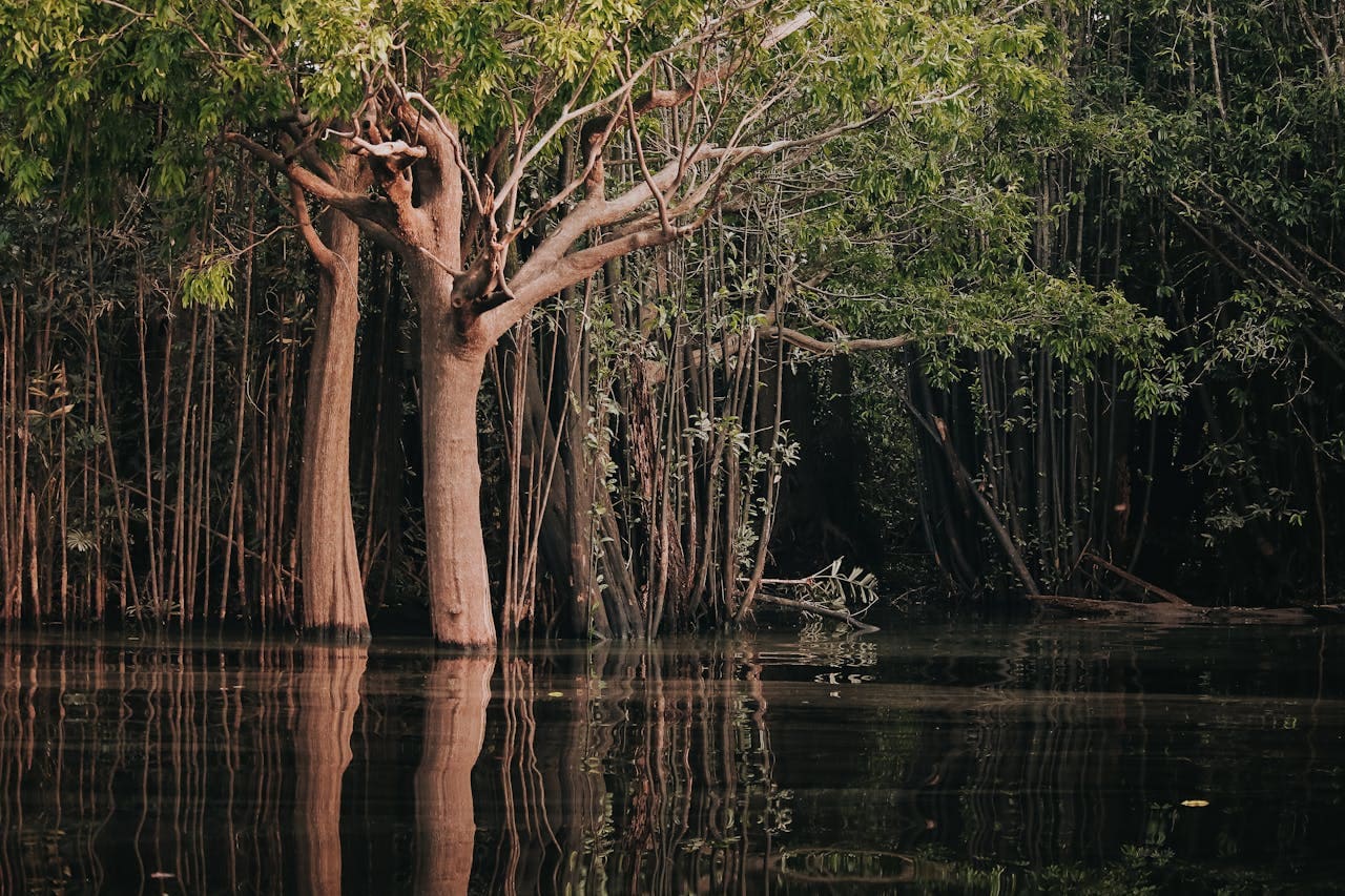 Manaus Amazonas - belezasnaturaisofical.com.br